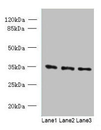 C15Orf41 Polyclonal Antibody - image 2