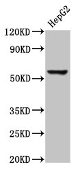 Immunofluorescence staining of Hela cells with CAC09993 at 1:266, counter-stained with DAPI. The cells were fixed in 4% formaldehyde, permeabilized using 0.2% Triton X-100 and blocked in 10% normal Goat Serum. The cells were then incubated with the antibody overnight at 4°C. The secondary antibody was Alexa Fluor 488-congugated AffiniPure Goat Anti-Rabbit IgG(H+L).