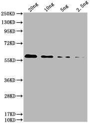 6*His Monoclonal Antibody - image 3