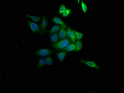 Ahcy Polyclonal Antibody - image 3