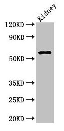 Amh Polyclonal Antibody - image 3