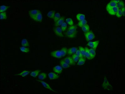 Cd59 Polyclonal Antibody - image 4