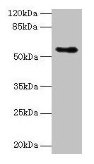 Csad Polyclonal Antibody - image 2