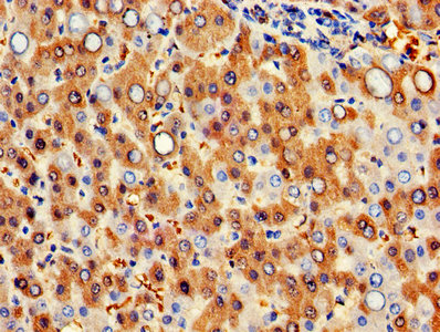 Hbb Polyclonal Antibody - image 4