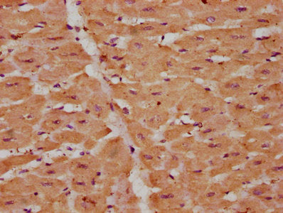 Vegfd Polyclonal Antibody - image 2
