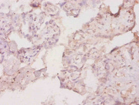 Csf1 Polyclonal Antibody - image 2