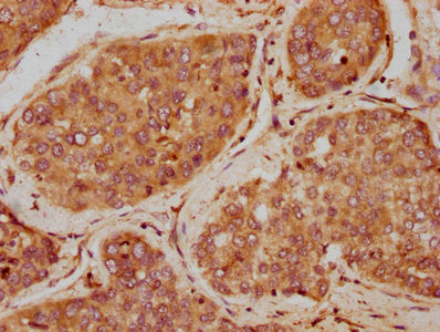 Igf1 Polyclonal Antibody - image 2
