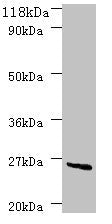 Deod Polyclonal Antibody - image 2