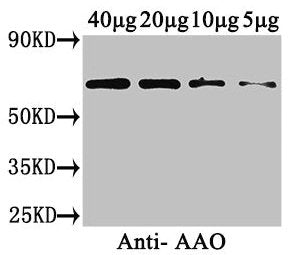 Aao Polyclonal Antibody - image 2