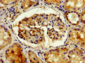 Adipoq Polyclonal Antibody - image 3