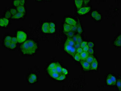 Vps26B Polyclonal Antibody - image 4