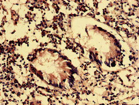 Olfml2B Polyclonal Antibody - image 3