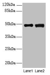 Immunohistochemistry of paraffin-embedded human testis tissue using CAC10496 at dilution of 1:100
