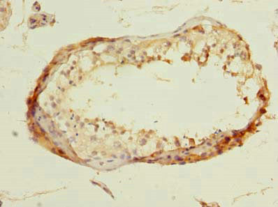 Dbf4B Polyclonal Antibody - image 3