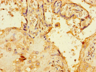 Immunohistochemistry of paraffin-embedded human tonsil tissue using CAC10504 at dilution of 1:100