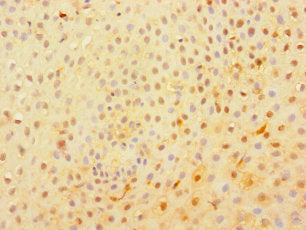 C1Orf54 Polyclonal Antibody - image 3