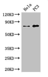 Immunofluorescent analysis of Hela cells using CAC10511 at dilution of 1:100 and Alexa Fluor 488-congugated AffiniPure Goat Anti-Rabbit IgG(H+L)