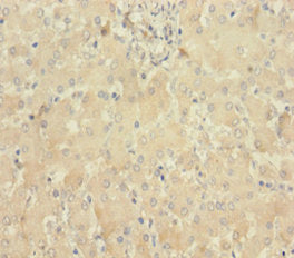 Mlkl Polyclonal Antibody - image 2