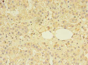 Immunohistochemistry of paraffin-embedded human pancreatic tissue using CAC10527 at dilution of 1:100