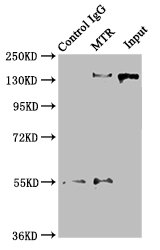 Mtr Polyclonal Antibody - image 4