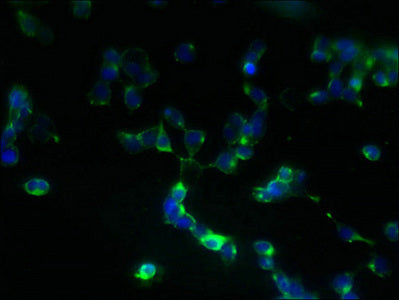 Zdhhc5 Polyclonal Antibody - image 4