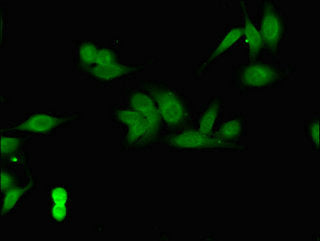 Cops7B Polyclonal Antibody - image 4