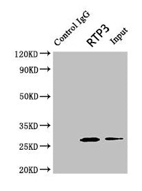 Rtp3 Polyclonal Antibody - image 4