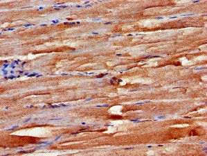 Immunohistochemistry of paraffin-embedded human small intestine tissue using CAC10551 at dilution of 1:100