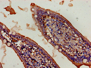 Fbxw2 Polyclonal Antibody - image 4