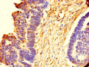 Emilin1 Polyclonal Antibody - image 2