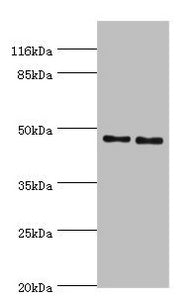 Immunohistochemistry of paraffin-embedded human tonsil tissue using CAC10563 at dilution of 1:100