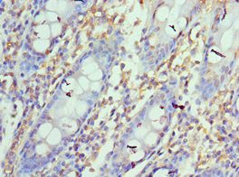 Cd274 Polyclonal Antibody - image 2