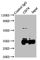Cd74 Polyclonal Antibody - image 3