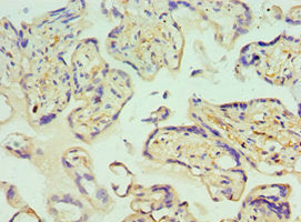 Glrx2 Polyclonal Antibody - image 3