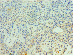 Cdc16 Polyclonal Antibody - image 3