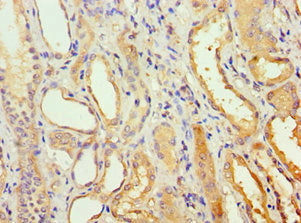 Immunohistochemistry of paraffin-embedded human placenta tissue using CAC10620 at dilution of 1:100