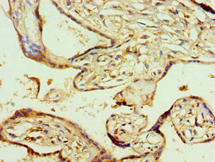 Agpat1 Polyclonal Antibody - image 4