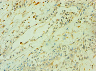 Cd33 Polyclonal Antibody - image 3