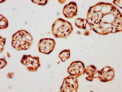 Amot Polyclonal Antibody - image 5