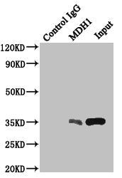 Mdh1 Polyclonal Antibody - image 4
