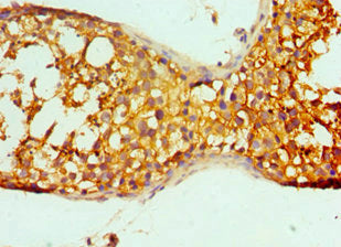 Prnd Polyclonal Antibody - image 3