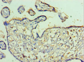 Pvr Polyclonal Antibody - image 3