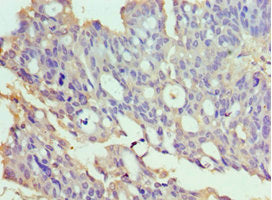 Txnrd2 Polyclonal Antibody - image 4