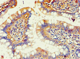 Immunohistochemistry of paraffin-embedded human kidney tissue using CAC10647 at dilution of 1:100
