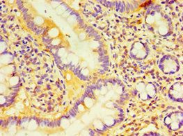 Immunohistochemistry of paraffin-embedded human kidney tissue using CAC10648 at dilution of 1:100