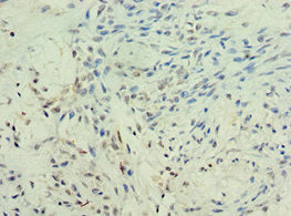 Kmo Polyclonal Antibody - image 3