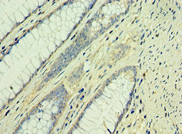 Taf1B Polyclonal Antibody - image 3