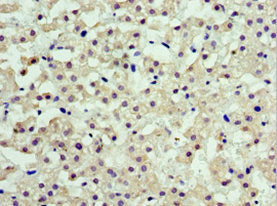 Immunoprecipitating ARFGAP3 in HepG2 whole cell lysate; , Lane 1: Rabbit control IgG instead of (1µg) instead in HepG2 whole cell lysate., For western blotting, a HRP-conjugated anti-rabbit IgG, specific to the non-reduced form of IgG was used as the Secondary antibody (1/50000); , Lane 2: CAC10669 (4µg) + HepG2 whole cell lysate (500µg); , Lane 3: HepG2 whole cell lysate (20µg);