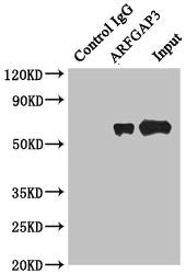 Arfgap3 Polyclonal Antibody - image 5