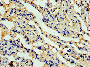 Ccl11 Polyclonal Antibody - image 3